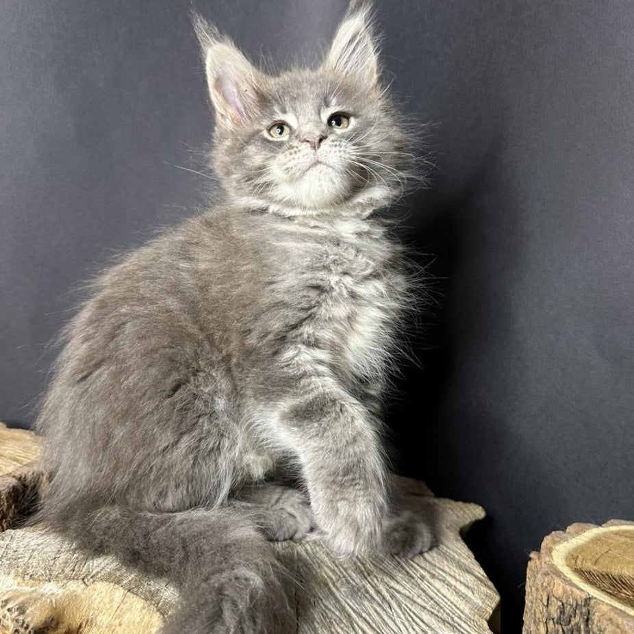 Piper Maine Coon female, blue tabby