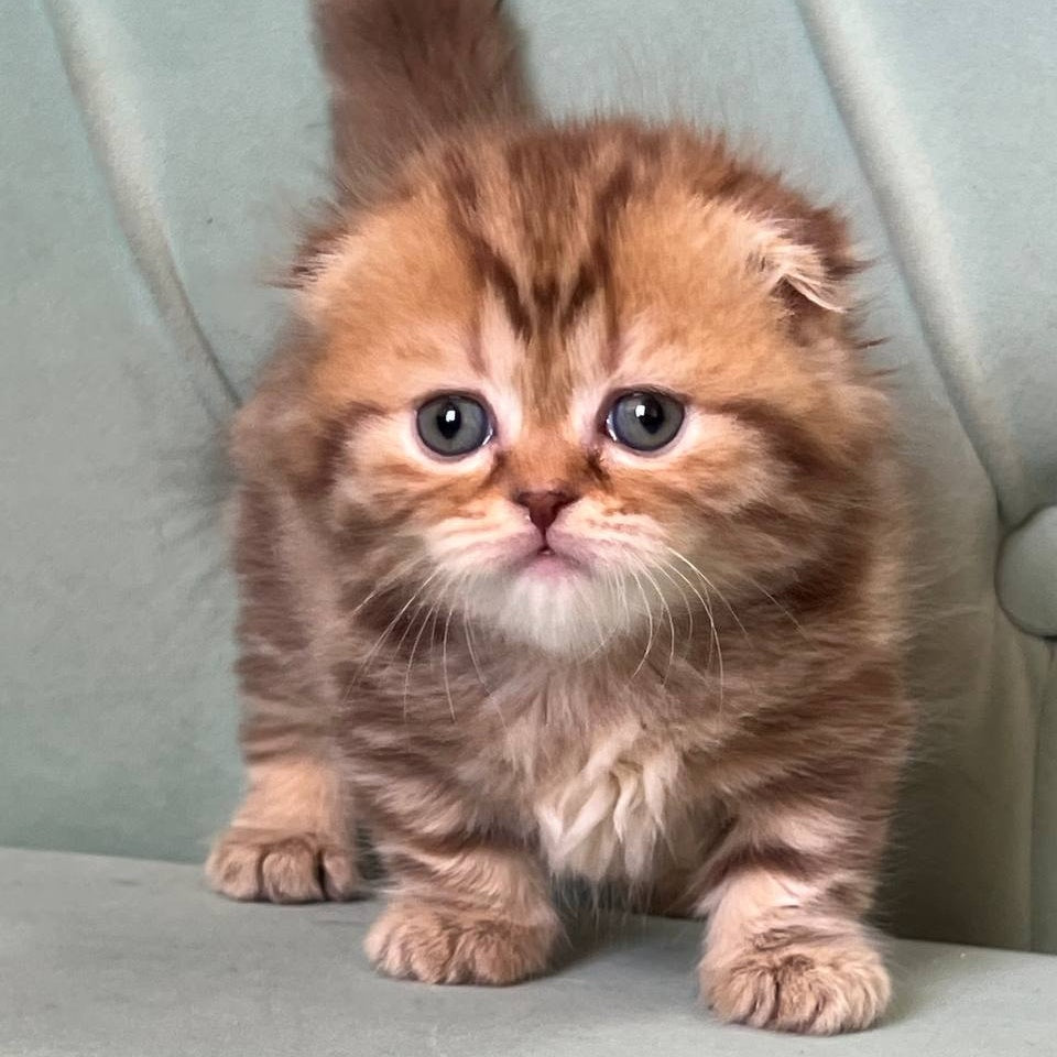 Lika Munchkin female, chocolate tabby