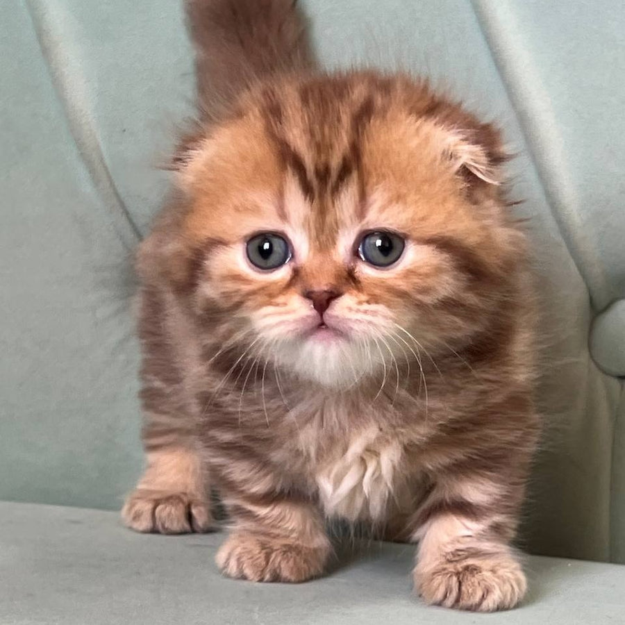 Lika Munchkin female, chocolate tabby