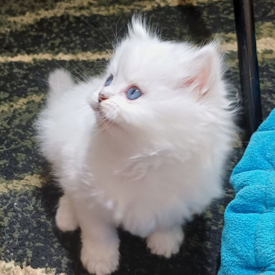 Coco Scottish Straight female, black silver shaded pointed