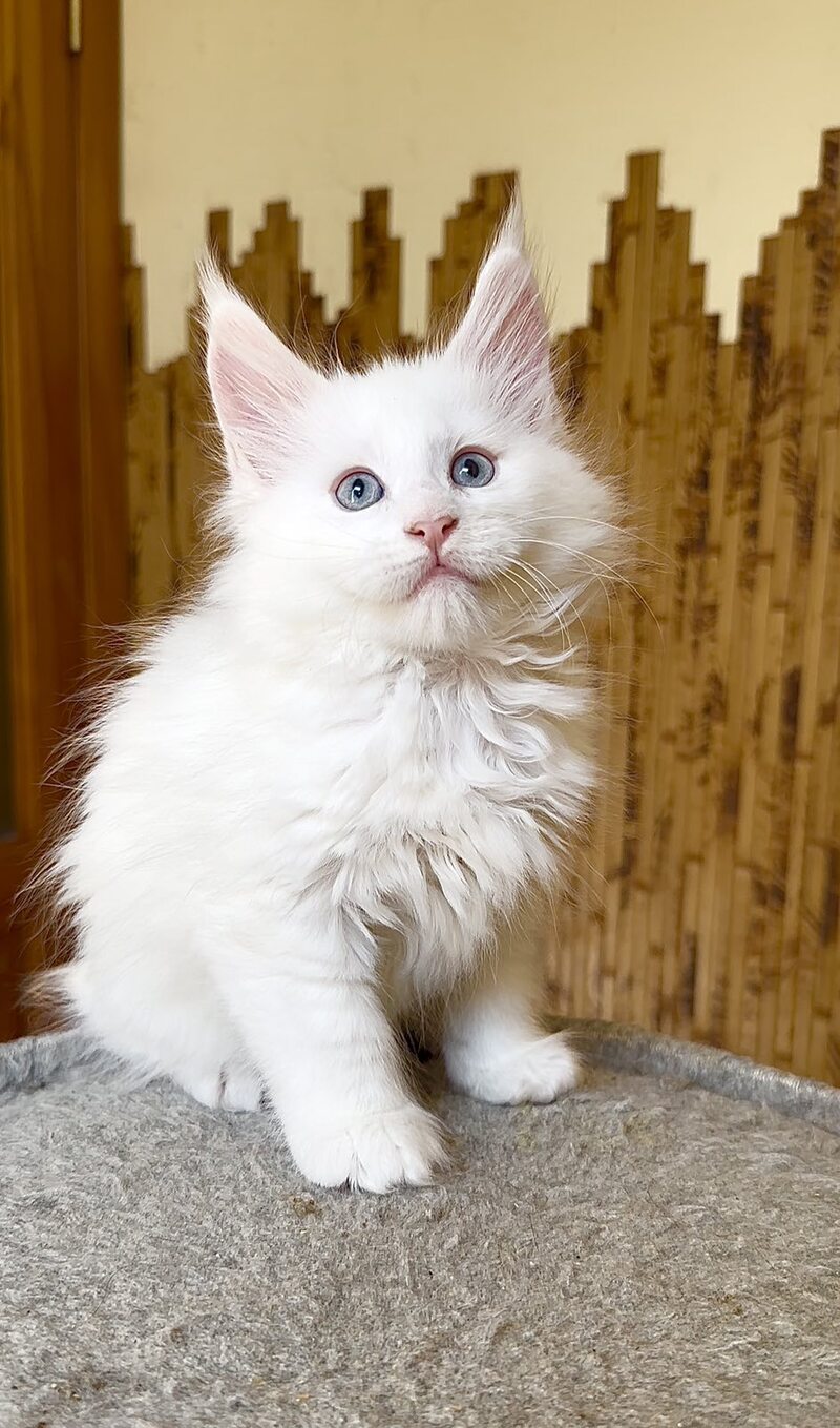 Ursula Maine Coon female, white