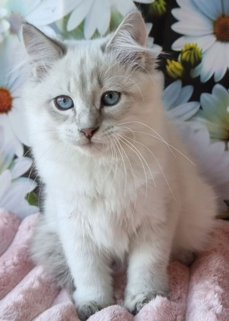 Rainy Siberian female, blue tabby pointed with white
