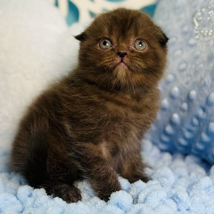 Emerald Scottish Fold male, chocolate