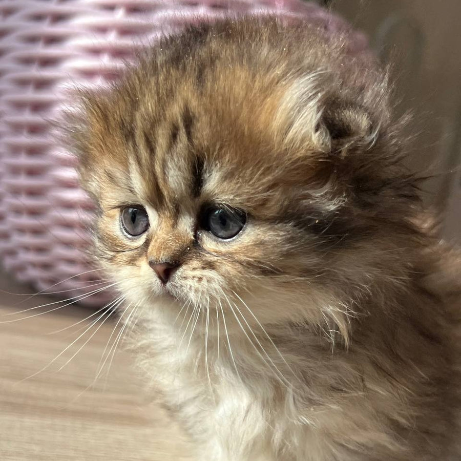 Kykla Munchkin female, black tabby