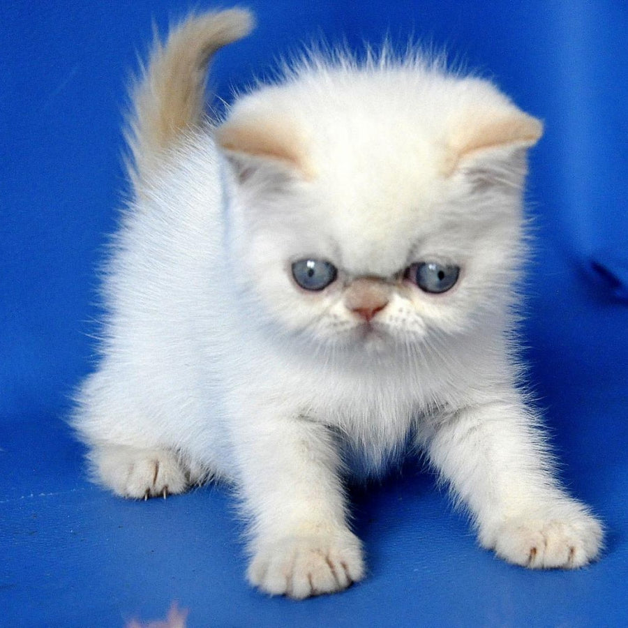 Missy Exotic female, cream pointed