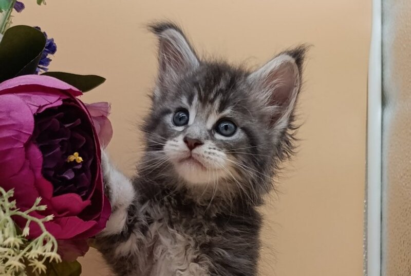 Duncan Maine Coon male, blue silver tabby