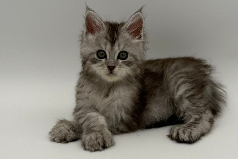 Marta Maine Coon polydactyl female, black silver spotted tabby