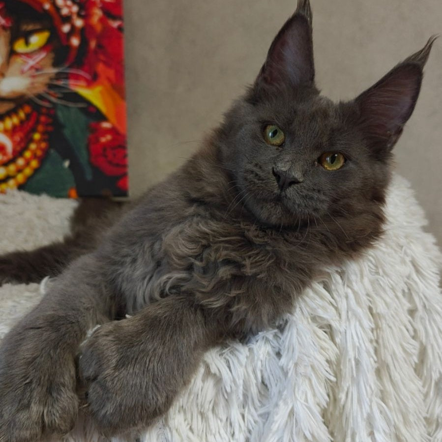 Zefir Maine Coon polydactyl 6x6x6x6 male, blue