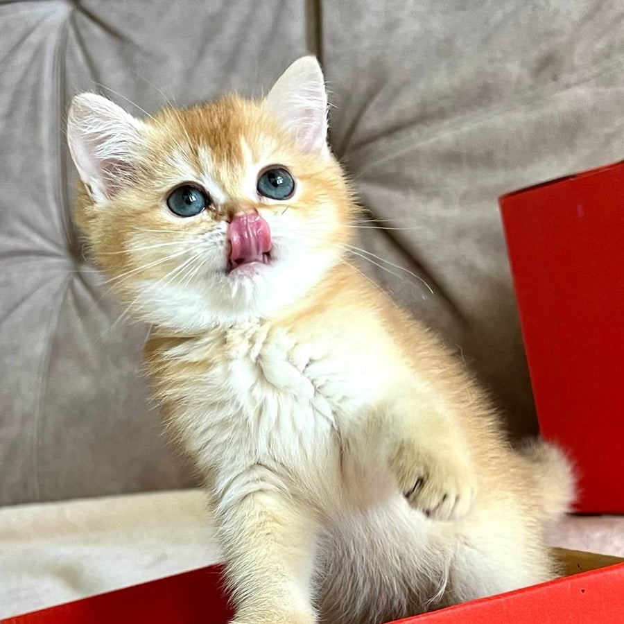 Iris British Shorthair female, chocolate golden chinchilla