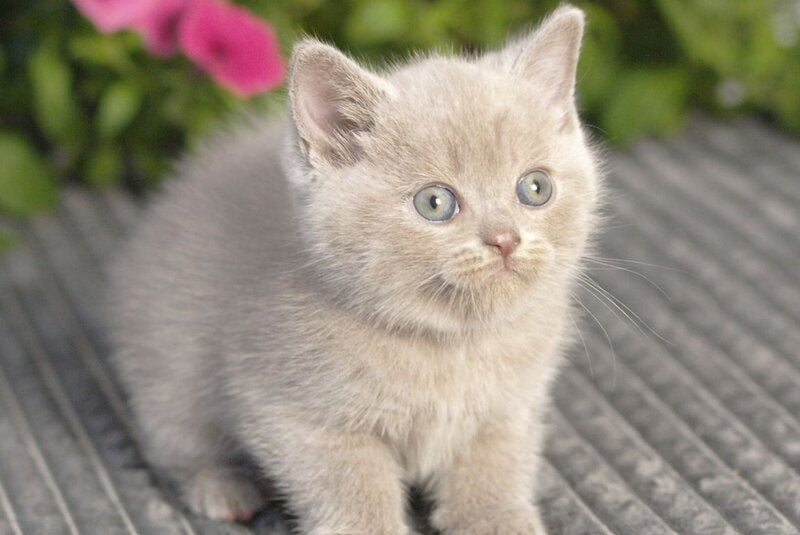 Olex British Shorthair male, lilac
