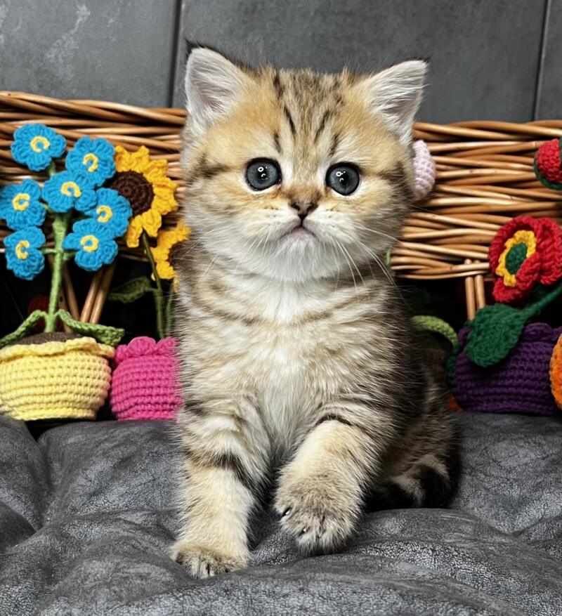 Fiona Scottish Straight female, black golden tabby