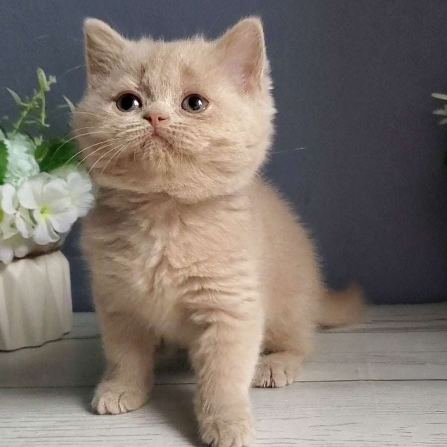Felicia British Shorthair female, fawn