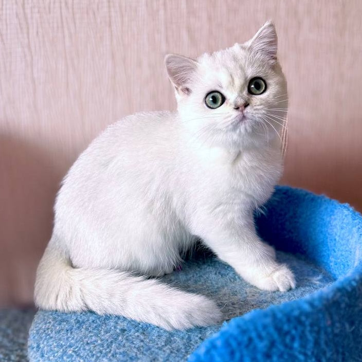 Zefir British Shorthair male, black silver shaded