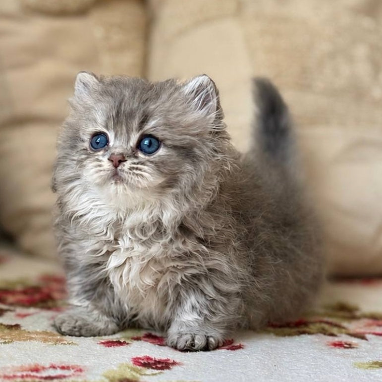 Sandra Munchkin female, blue ticked tabby