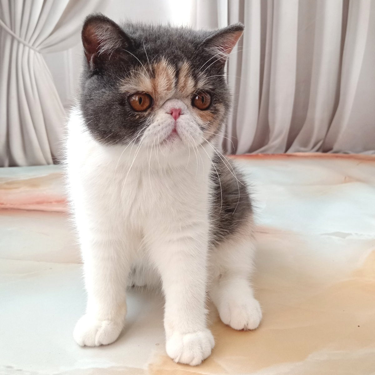 Markiza Exotic female, blue tortie bicolour