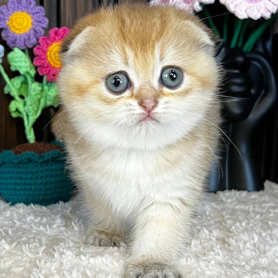 Mirabel Scottish Fold female, black golden chinchilla