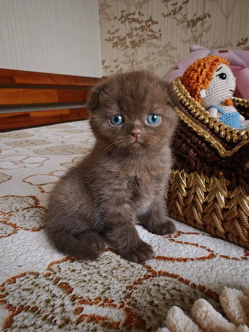 Unikum Scottish Fold male, chocolate
