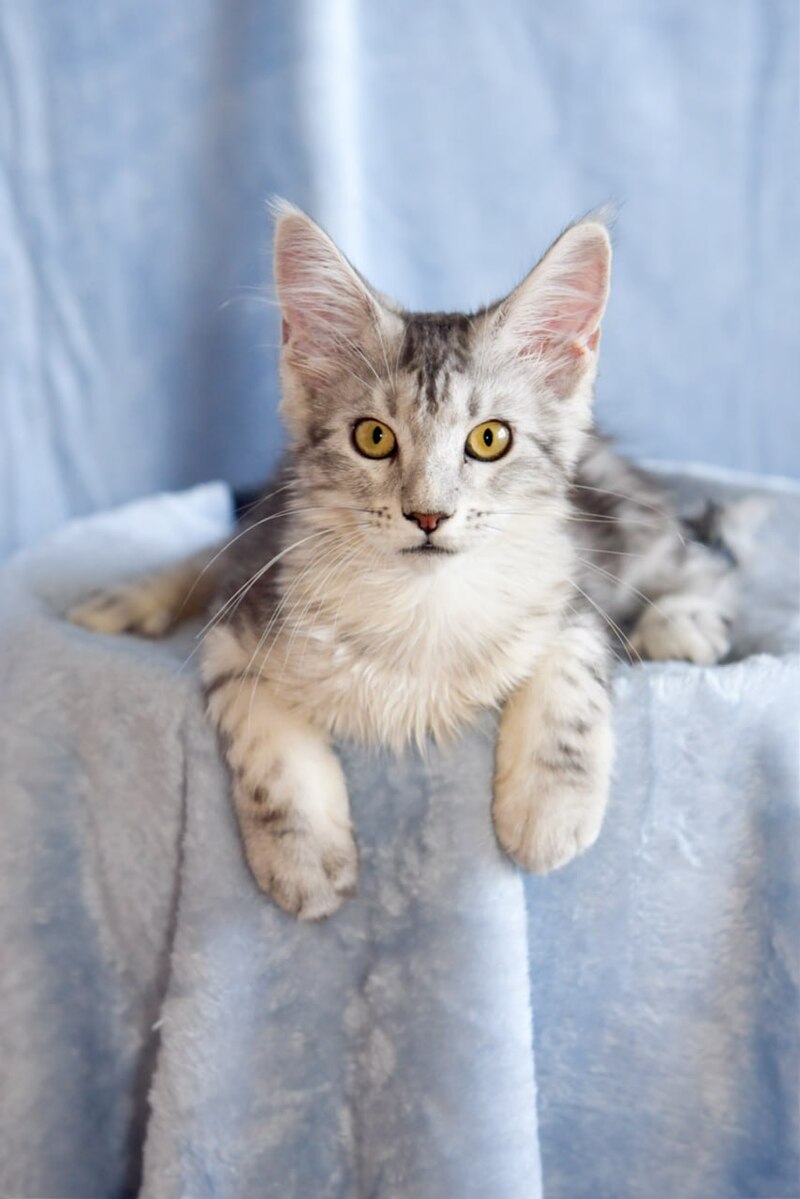 Ulina Maine Coon female, black silver tabby