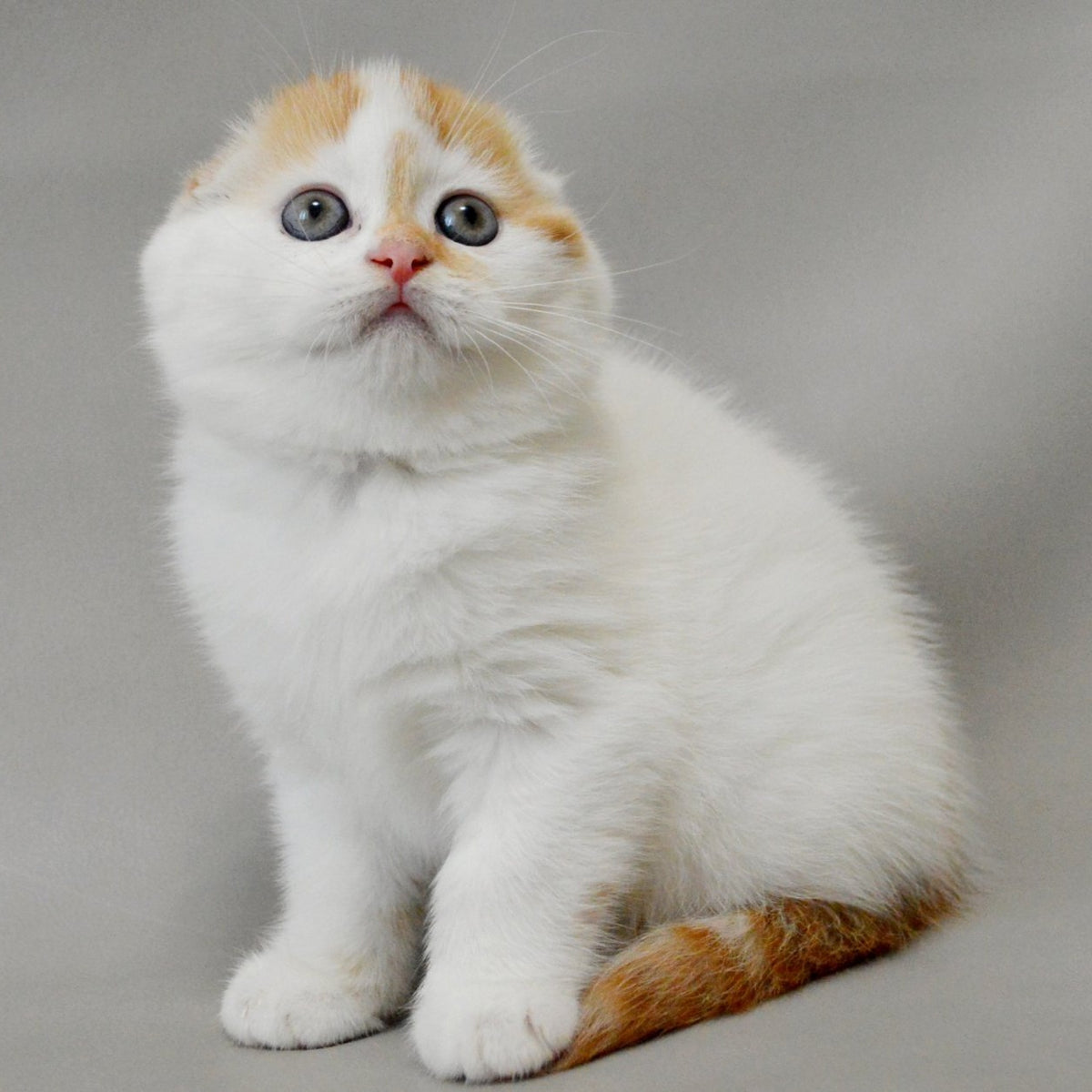 Xanthe Scottish Fold female, red silver tabby van