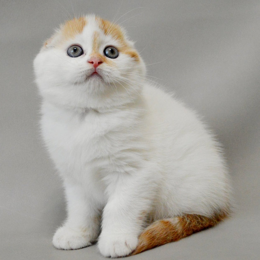 Xanthe Scottish Fold female, red silver tabby van