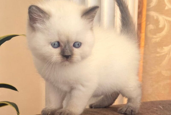 Zaya British Shorthair female chocolate pointed - live animals