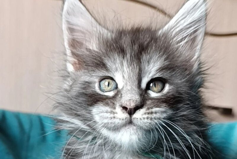 Nensi Maine Coon female black tortie silver tabby live animals