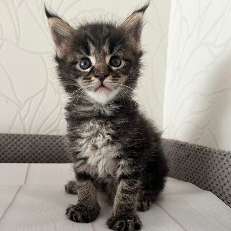 Iris Maine Coon female, black tabby