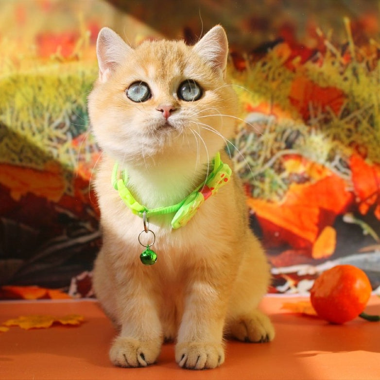 Kitty British Shorthair female, black golden shaded