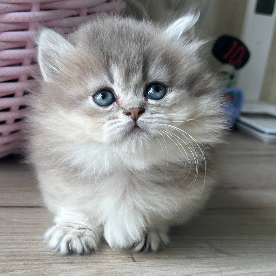Patrisia Munchkin female, blue golden shaded