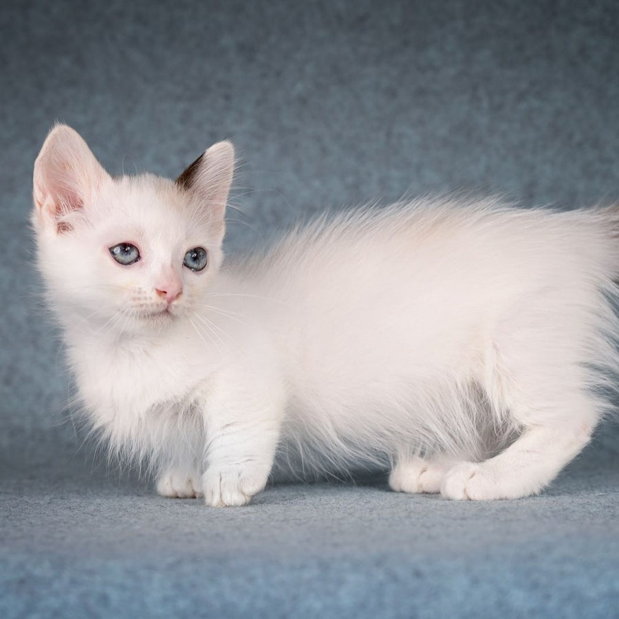 Y-Peter Munchkin male, seal pointed van
