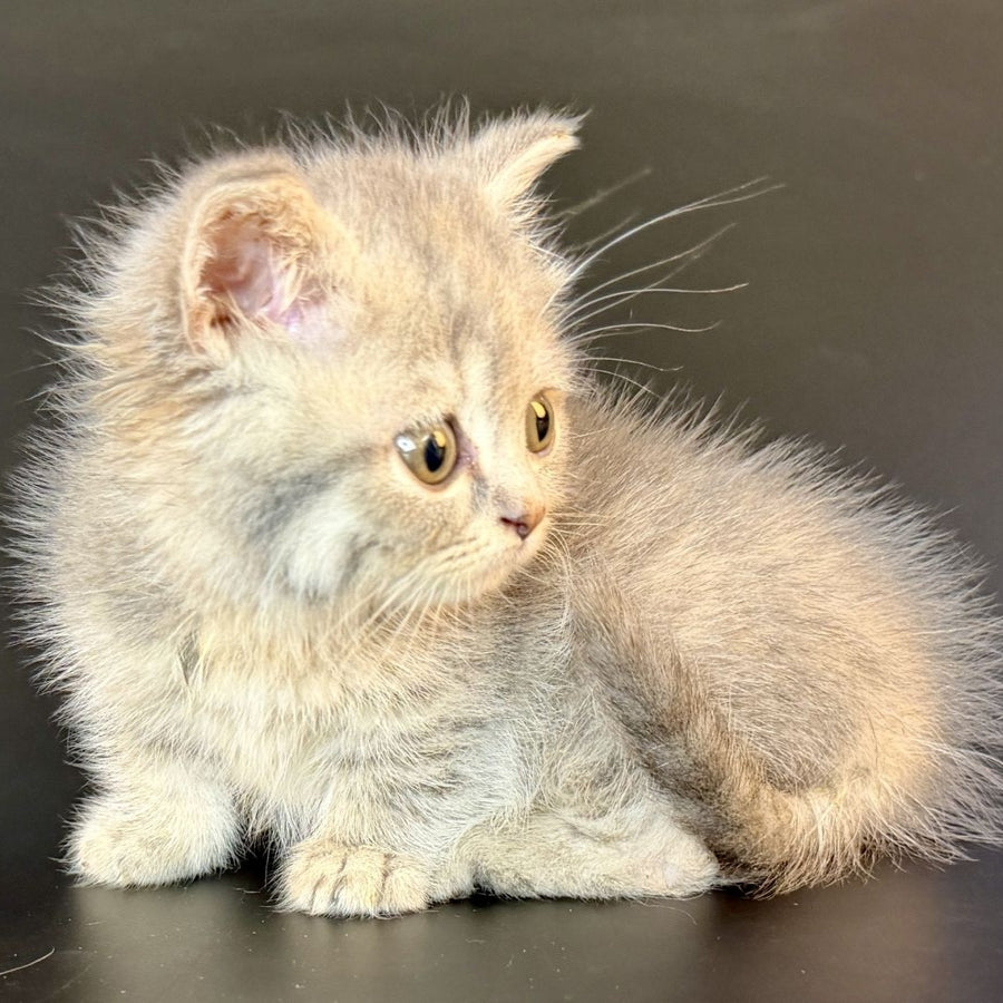 Arrow Munchkin female, blue tortie tabby