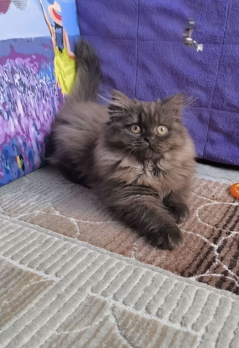 Elly British Longhair female, chocolate