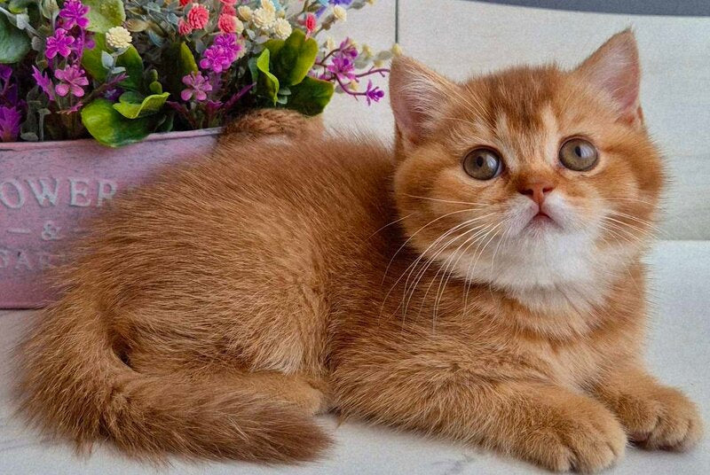 Marta British Shorthair female chocolate golden shaded - live animals