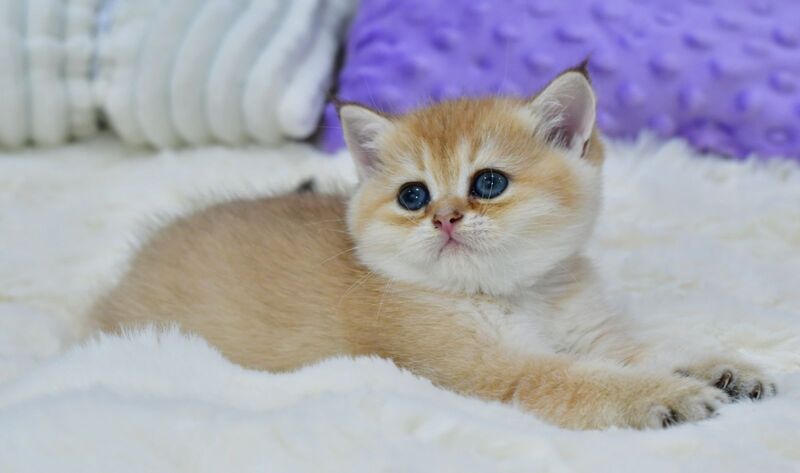 Emili British Shorthair female, black golden shaded