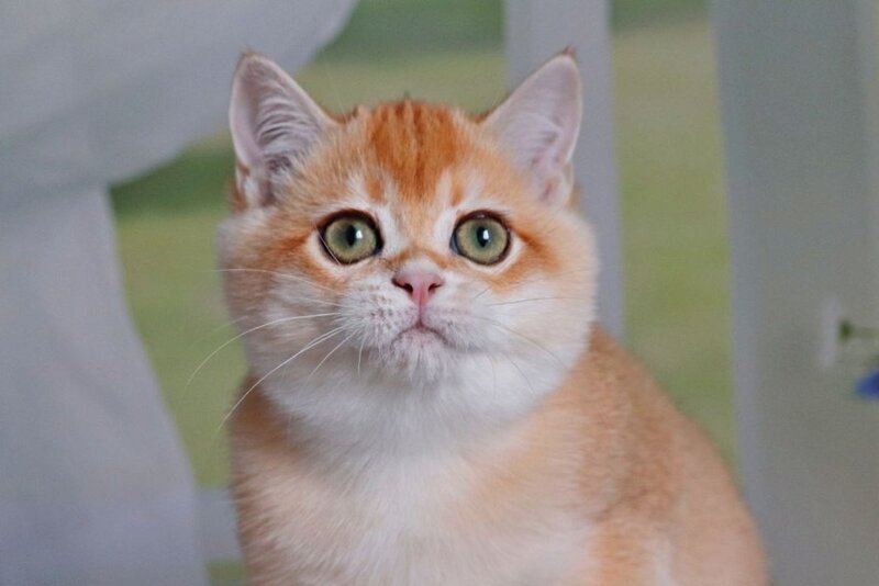 Quill British Shorthair male, black golden shaded
