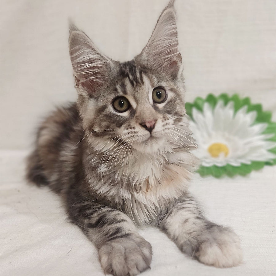 Karamelka Maine Coon female, black tortie silver