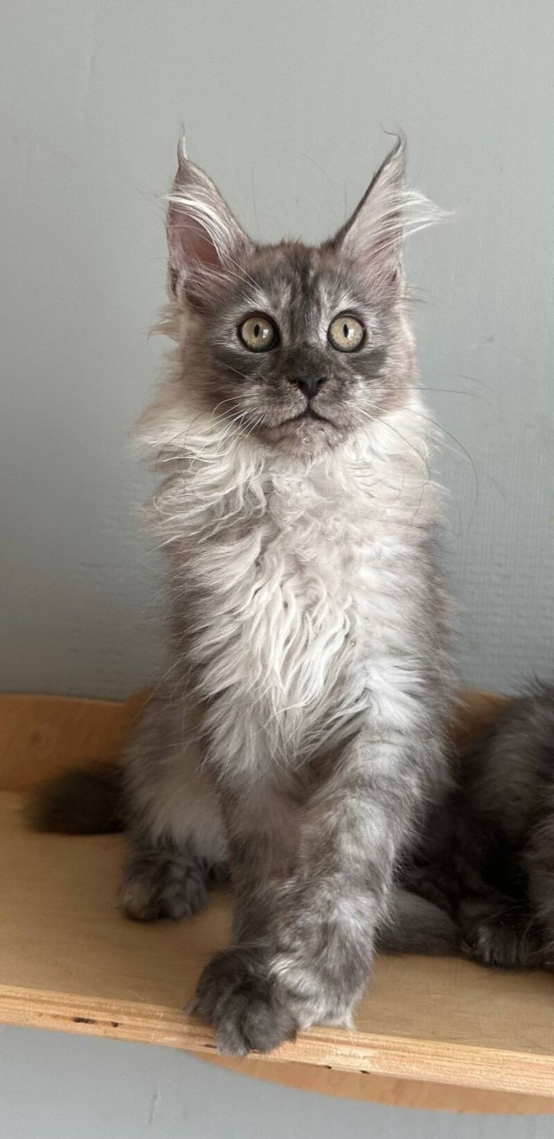 Nemo Maine Coon male black silver - live animals