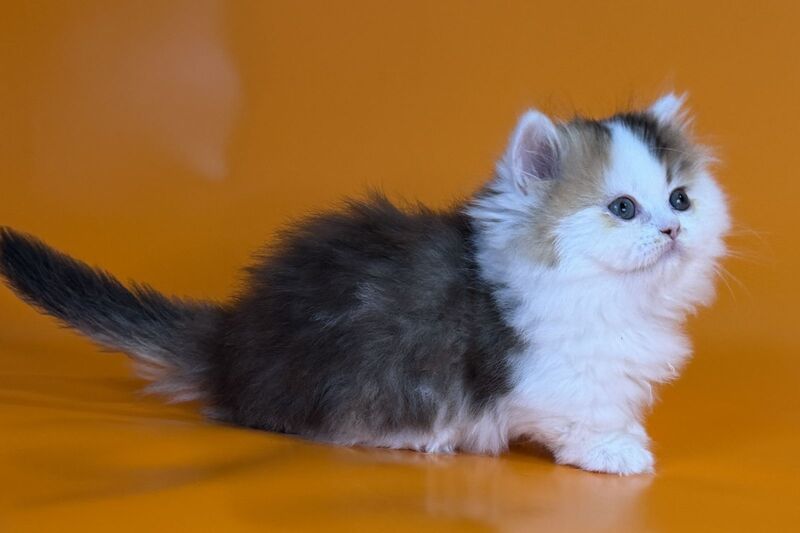 Yestin Munchkin male black golden ticked tabby - live animals