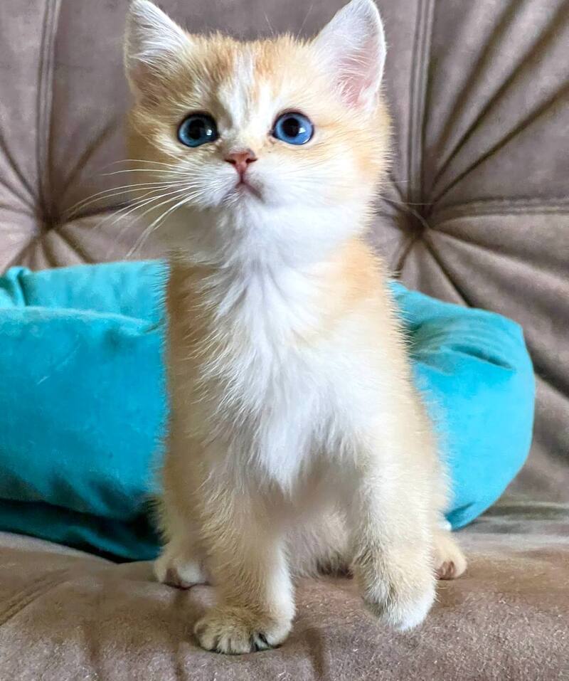 Deya British Shorthair female black golden shaded - live animals