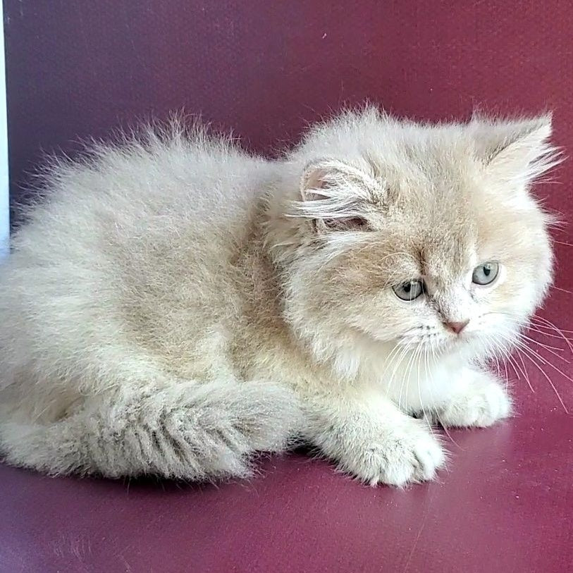Agata British Longhair female, lilac golden shaded