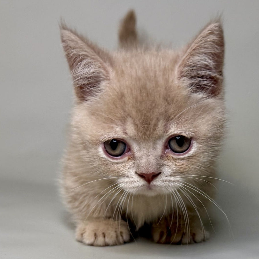 Odie Munchkin male, lilac