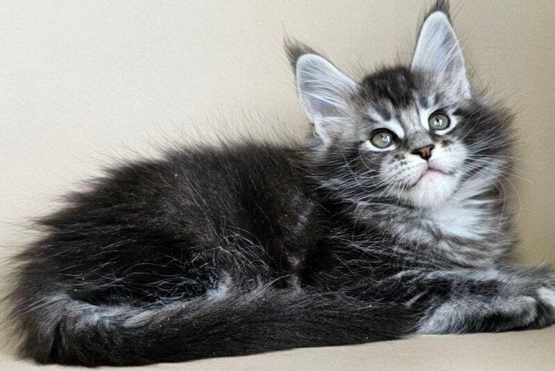 Edward Maine Coon male, black silver ticked tabby