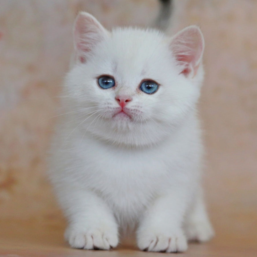Yanis British Shorthair male, black golden chinchilla pointed