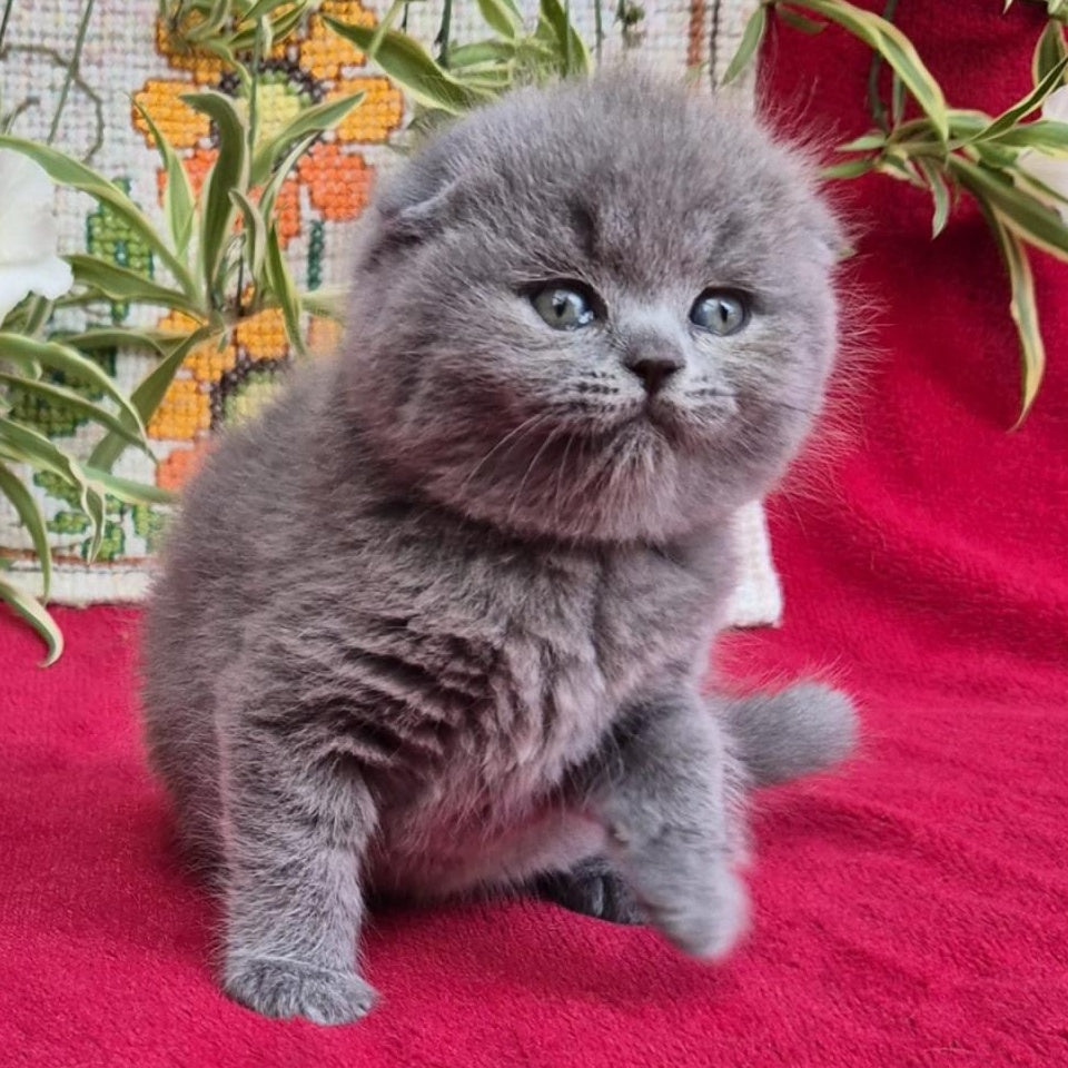 Lexi Scottish Fold female, blue