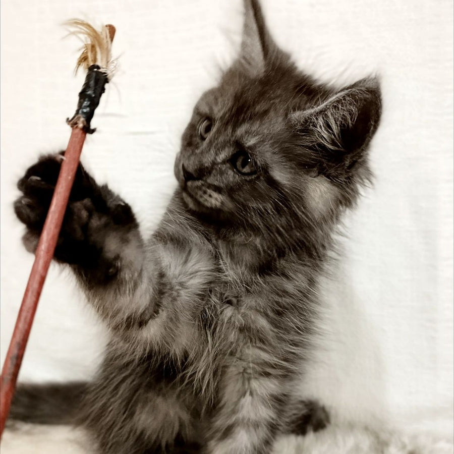 Forensic Maine Coon male, black silver
