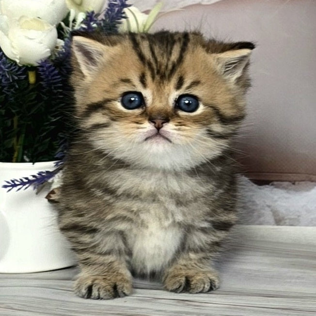 Sherry Munchkin male, black golden spotted tabby