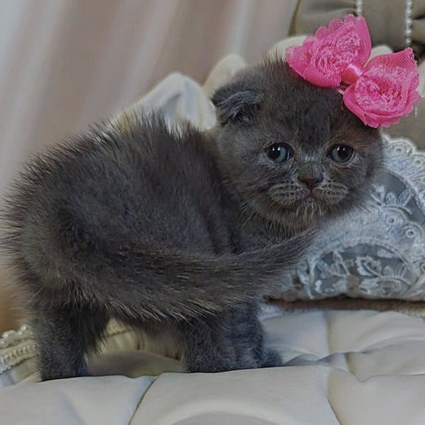Xena Scottish Fold female, blue