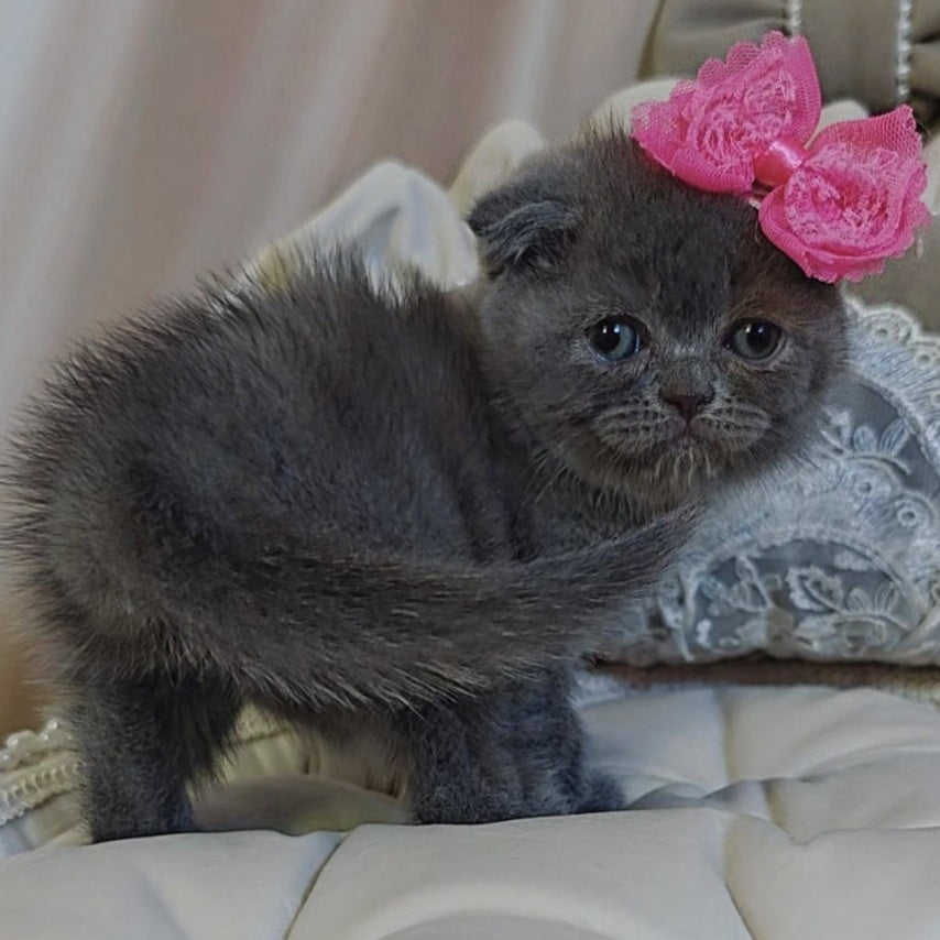 Xena Scottish Fold female, blue