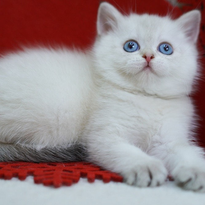 Bella Scottish Straight female, blue tabby pointed