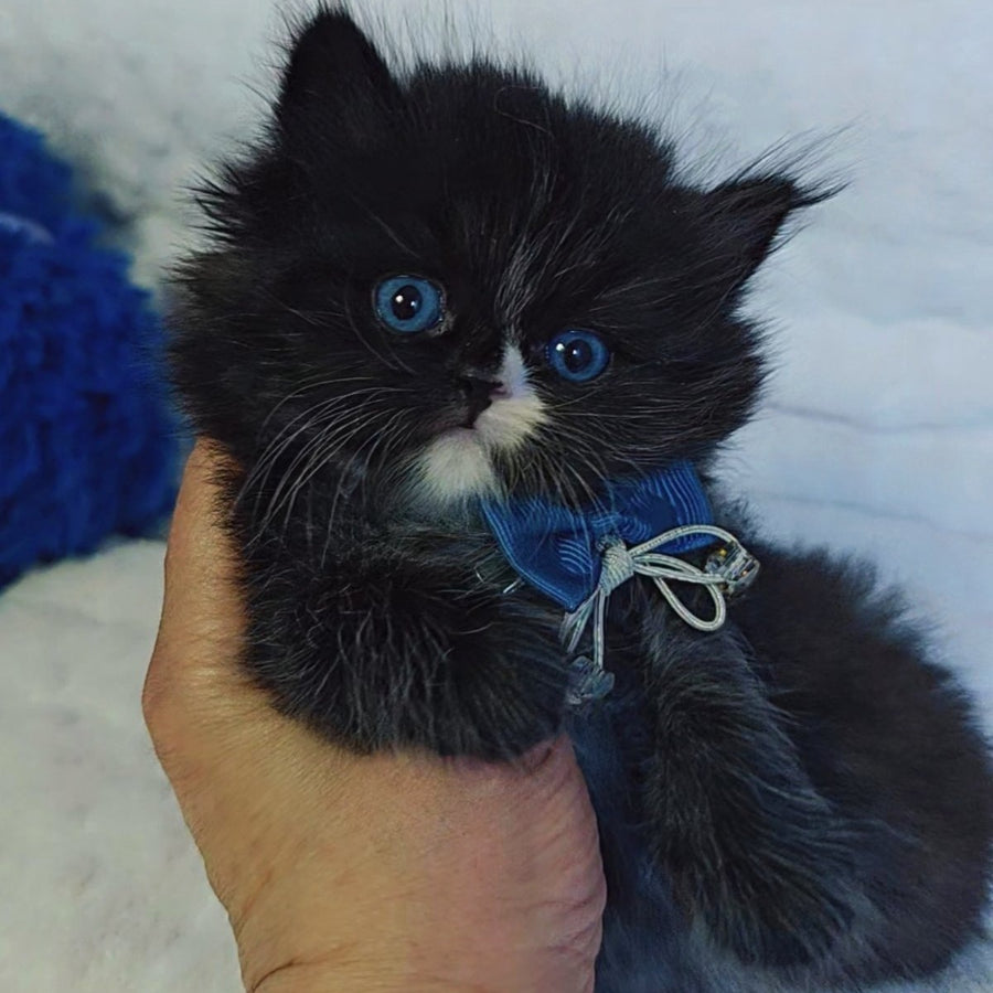 Vision Scottish Straight male, black with white